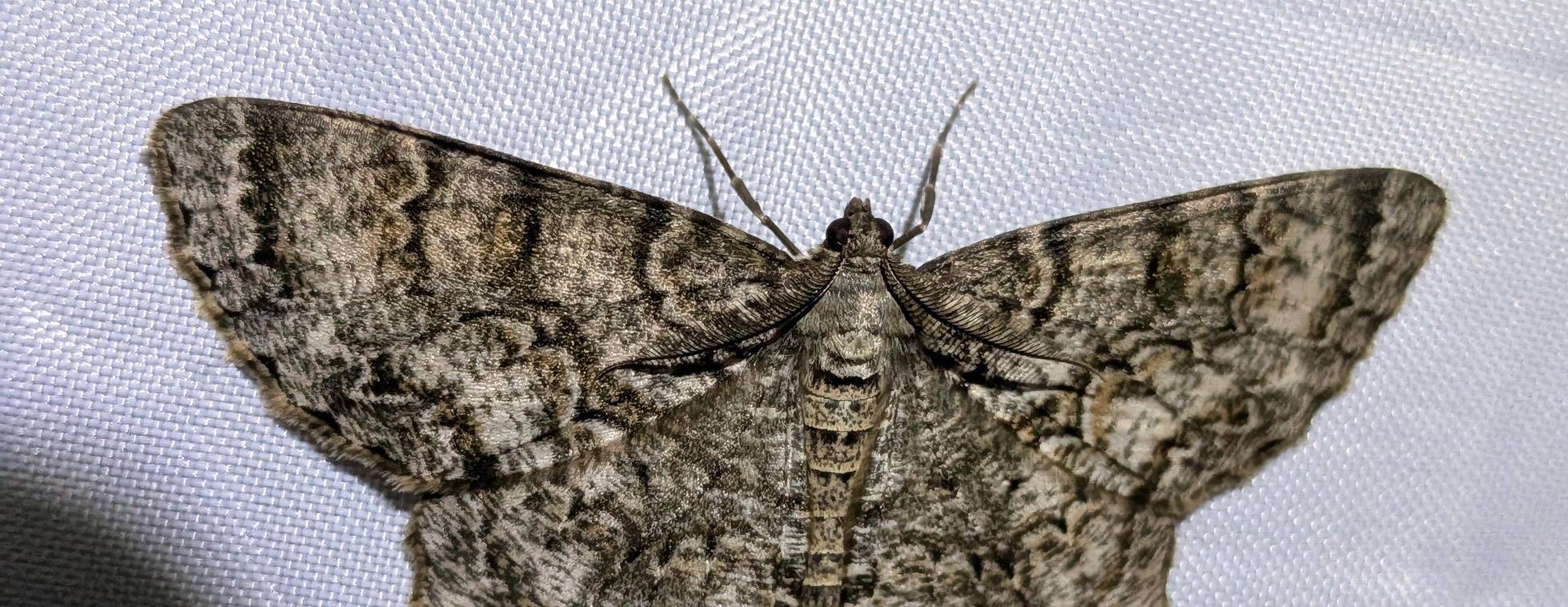 Moth Night at Knight Brown Nature Preserve